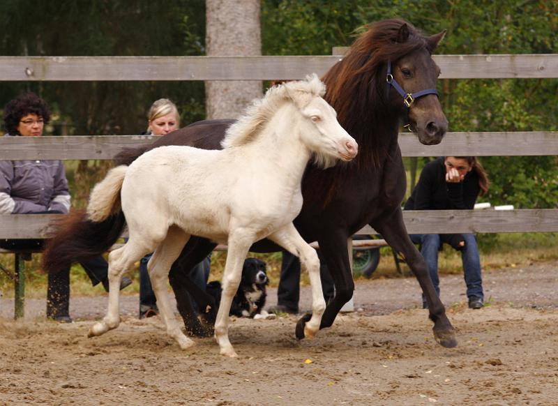 Enya von Heidmoor i.jpg